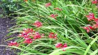 Crocosmia Culzean Castle [upl. by Abbey584]