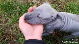 Thailand Ridgeback Dog Puppies playing [upl. by Nosnek112]