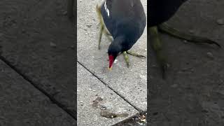 Feeding A Moorhen  Thornes Park avian birds nature [upl. by Casilde]