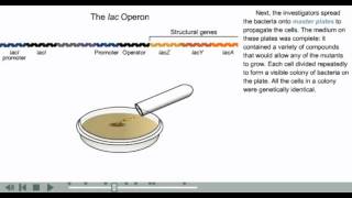 Operon animation  Prokaryotic gene regulation animation [upl. by Ayanal]