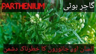 parthenium or gajar gaas  what is parthenium dangerous plants [upl. by Jewel979]