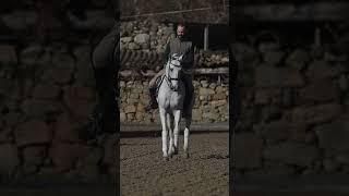 nowonline  Licensed Lusitano Schoolmaster at Grand Prix Level REF904 [upl. by Suzy]