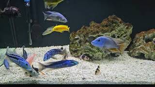 African Cichlids Snack Time [upl. by Maurizia403]