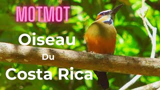 Découvrez le Cri envoutant du Motmot à Sourcils Bleus au Costa Rica  Une expérience inoubliable [upl. by Kinny]