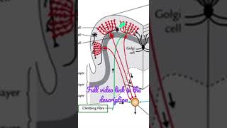 Histology of Cerebellum Anatomy mbbs education [upl. by Wertheimer]