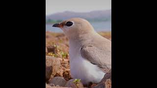 Collared pratincole Cutest Bird Ever Meet the Small Pratincole birds nature naturelovers cute [upl. by Inaniel]