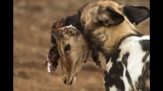 Feeding Frenzy  Wild Dogs Attack and Kill Impala  Rhino Africa [upl. by Aihpledalihp831]