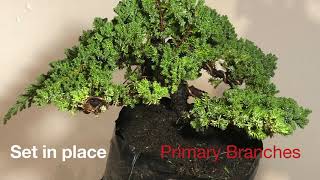 Juniper Procumbens Nana Two [upl. by Oirelav]