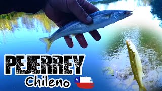 Pejerrey Chileno De canal Fishin chile pesca [upl. by Seuqramed408]