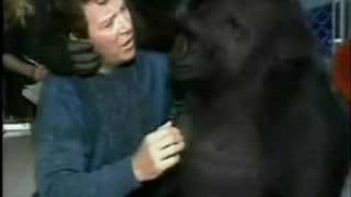 Shatner Goes Ape Over Koko the Gorilla  92908 [upl. by Artur]