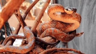 Neotropical bird snake📍Parque Reptilandia Costa Rica [upl. by Naamann138]