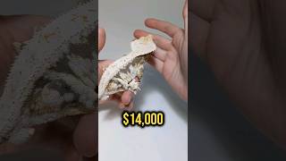 Why Was This Gecko Once Worth 14000 [upl. by Jenness969]