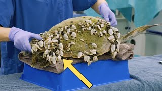 Sea Turtle Rescue  Watch as Barnacles Are Carefully Removed [upl. by Wallace]