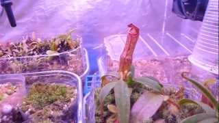 Nepenthes Terrarium cooled with Peltier Element 16032013 [upl. by Sarena]