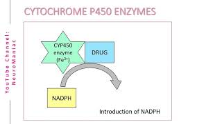 BIOCHEMISTRY  CYTOCHROME P450 ENZYMES AND OXIDATION PROCESS [upl. by Kozloski]