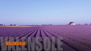 Valensole  Floraison de la Lavande  Alpes de Haute Provence [upl. by Relyuc]