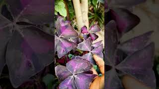 Butterfly Plant  Oxalis Triangularis Purple Shamrock  Shorts [upl. by Alcinia]