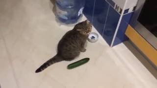 Funny cats scared of cucumbers  cat vs cucumber compilation [upl. by Neehsas]