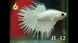 JL12 WHITE CROWNTAIL [upl. by Eille]