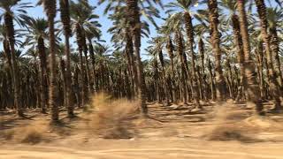 Traveling from Jerusalem to the Dead Sea Palm tree in Israel  Palm plantations seen from the car [upl. by Sheppard]