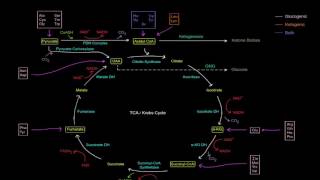 Amino Acid Oxidation Pathways Part 1 of 10  Intro [upl. by Karisa255]