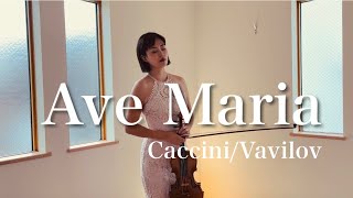 カッチーニのアヴェマリアVavilov Ave Maria CacciniVavilov [upl. by Nosydam]