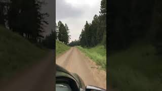 Blacktail Plateau Drive in Yellowstone Timelapse [upl. by Ame]