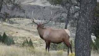 Bull Elk Bugle [upl. by Naleek]