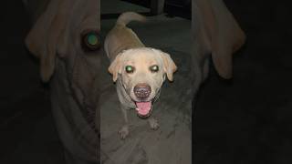 Labrador barking 🫨 Labrador viral sound barking [upl. by Yesteb]