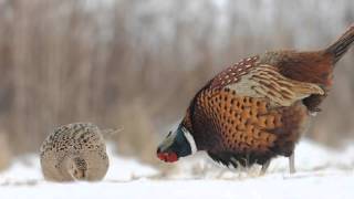 Zaloty bażantów  Common pheasant courtship ritual [upl. by Nickey]