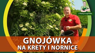 Gnojówka z czarnego bzu na krety i nornice  Z PLANTĄ W OGRODZIE [upl. by Also289]