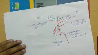 Femoral Artery  2  TCML [upl. by Alet]