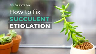 BEGINNER TIPS HOW TO FIX SUCCULENT ETIOLATION  WHY SUCCULENT IS LEGGY OR STRETCHED [upl. by Aliuqa]