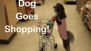 Ultimate Dog Tease Dog Goes Shopping Full Length [upl. by Adnirb266]