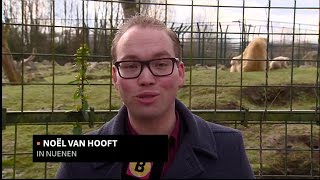 Schattige ijsbeertweeling mag voor het eerst naar buiten in Dierenrijk Nuenen [upl. by Yerrot]