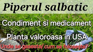 Piperul salbatic  Condiment si medicament Unde il gasesti cum arata [upl. by Bolme694]