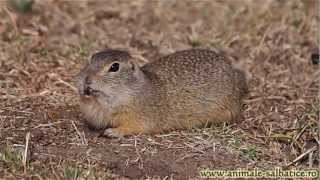 Popandau la vizuina  European ground squirrel Citellus citellus [upl. by Eneluj]