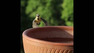 Turbulent Landing  birdmemes sunbird smallbirds [upl. by Akemat]