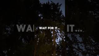 Predawn owl calls  PNW nature sounds [upl. by Obnukotalo]