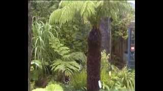 Dicksonia Antarctica and Cyathea Cooperi fernery [upl. by Lleuqram]