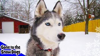 Siberian Husky plays in DEEP SNOW Snow Dogs in the Snow Storm [upl. by Des]