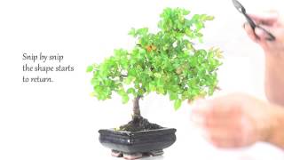 Indoor Bonsai Care  Chinese Sweet Plum Bonsai Pruning [upl. by Concoff]