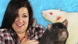 People Play With Rats For The First Time [upl. by Stew667]