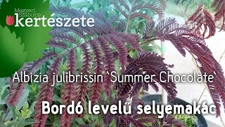 Albizia julibrissin Summer Chocolate  Bordó levelű selyemakác [upl. by Palumbo161]