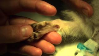 Mangoworms in the paws of a Chihuahua [upl. by Gabrielle]