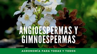 Angiospermas y Gimnospermas diferencias y características Agronomía para todas y todos [upl. by Ardnuassac501]