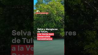 Manglares y selva de Sian Kaan a la venta para desarrollos inmobiliarios nmas tulum shorts [upl. by Aleetha]