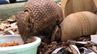 Home Safari  Baby Armadillo  Cincinnati Zoo [upl. by Lilias]