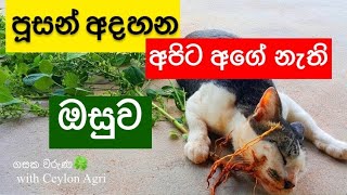 ඇදුමට  ඉරුවාරදයට හොඳ ඔසුව  Acalypha indica  Ceylon Agri  Gasaka Waruna 14 [upl. by Aufmann]