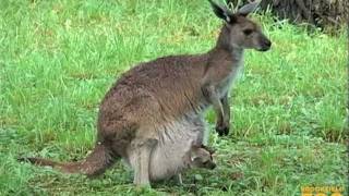 Kangaroo Kids Joeys at Brookfield Zoo [upl. by Fachini]